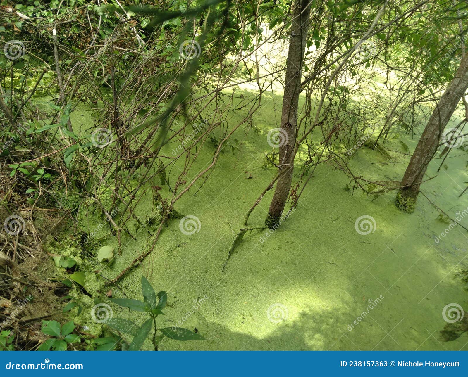The Life in the Backwoods of East Texas Ponds Green ðŸ’š Stock Image