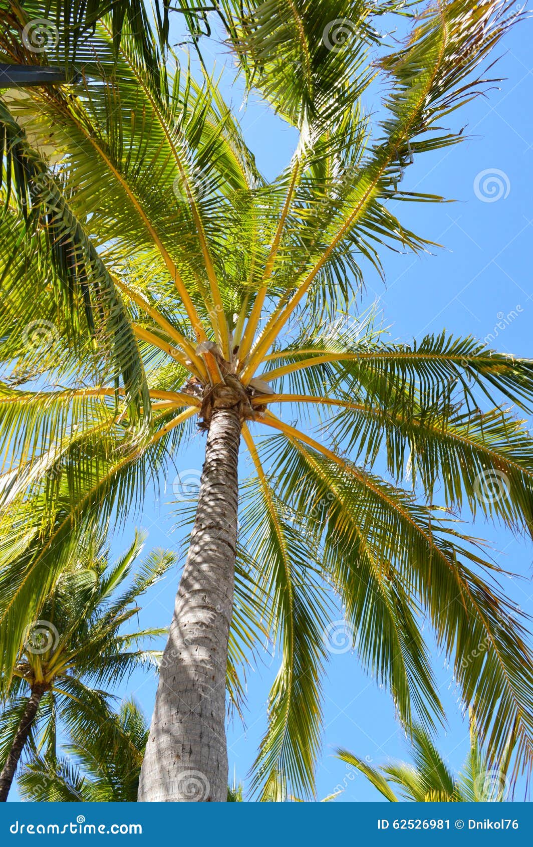 Life is a Beach Palm Tree Daydream Stock Image - Image of exotic ...