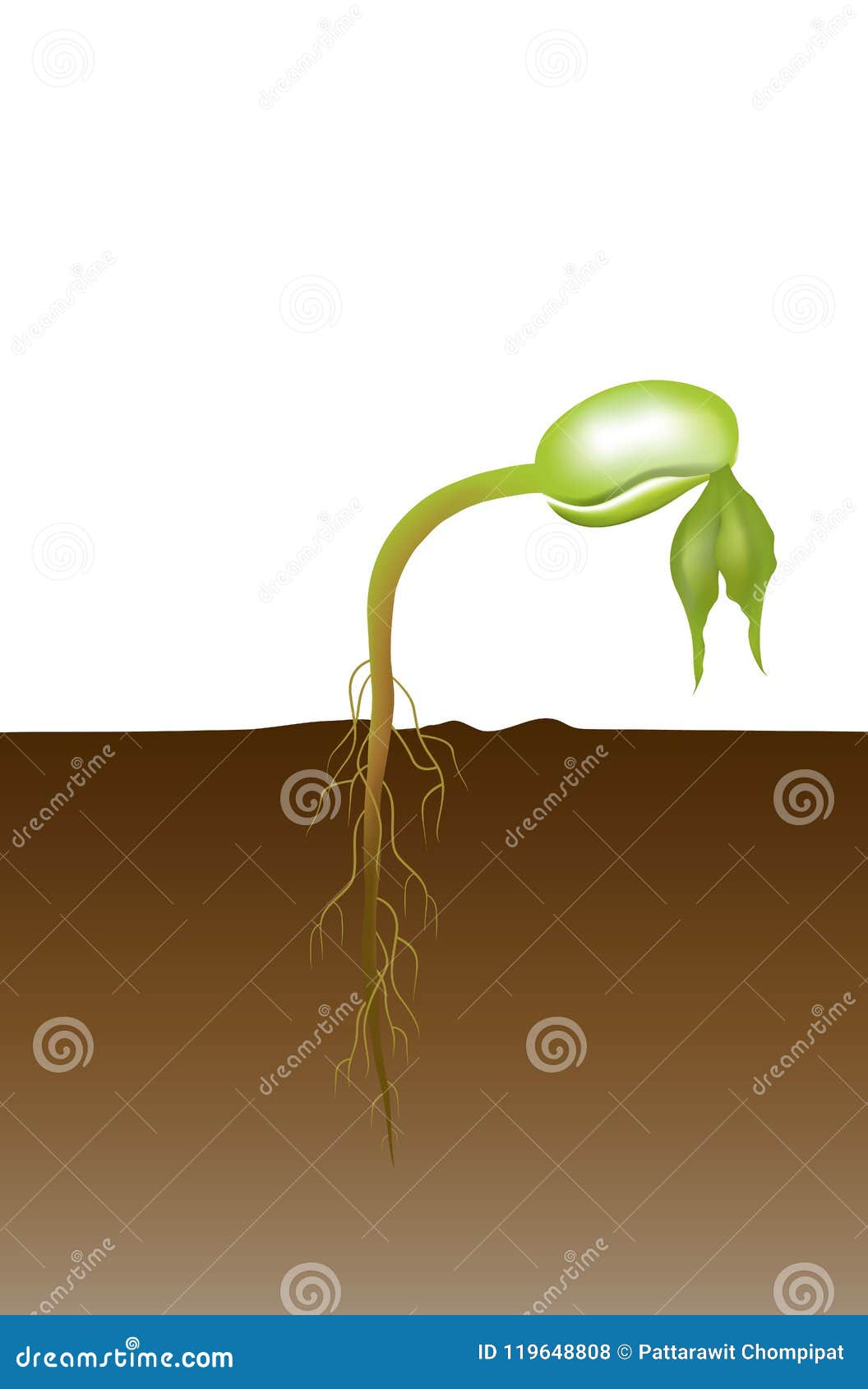 Life of a Bean Plant. Education Info Graphic. Stock Vector