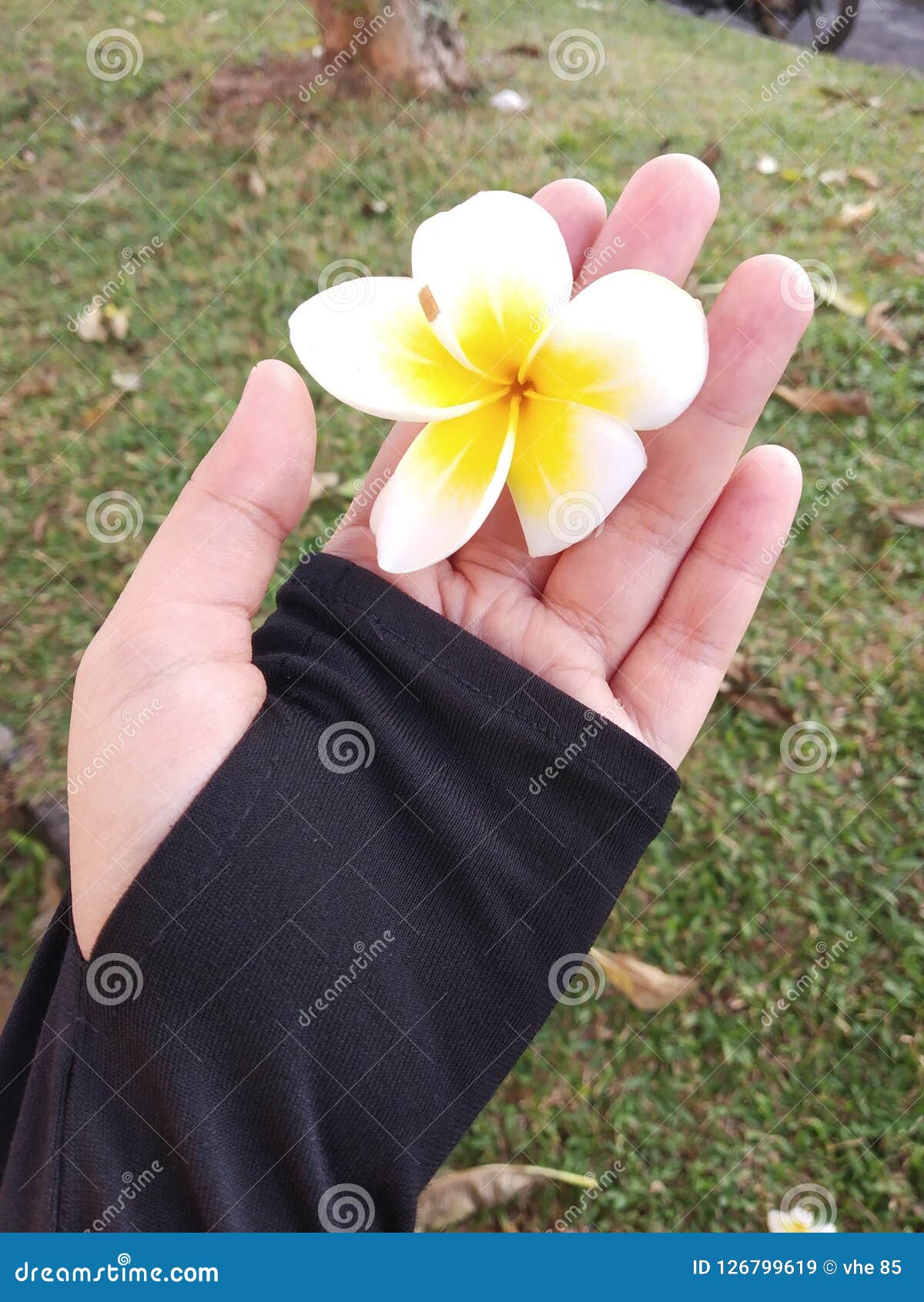 Life is Beautiful Like Flowers Stock Image Image of nature, life 126799619