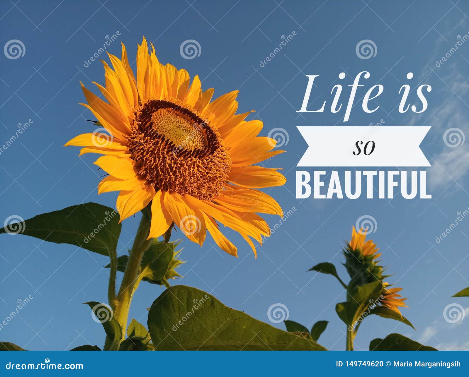 Life Is So Beautiful With Sunflower Blossom Stock Photo Image Of Design Blue