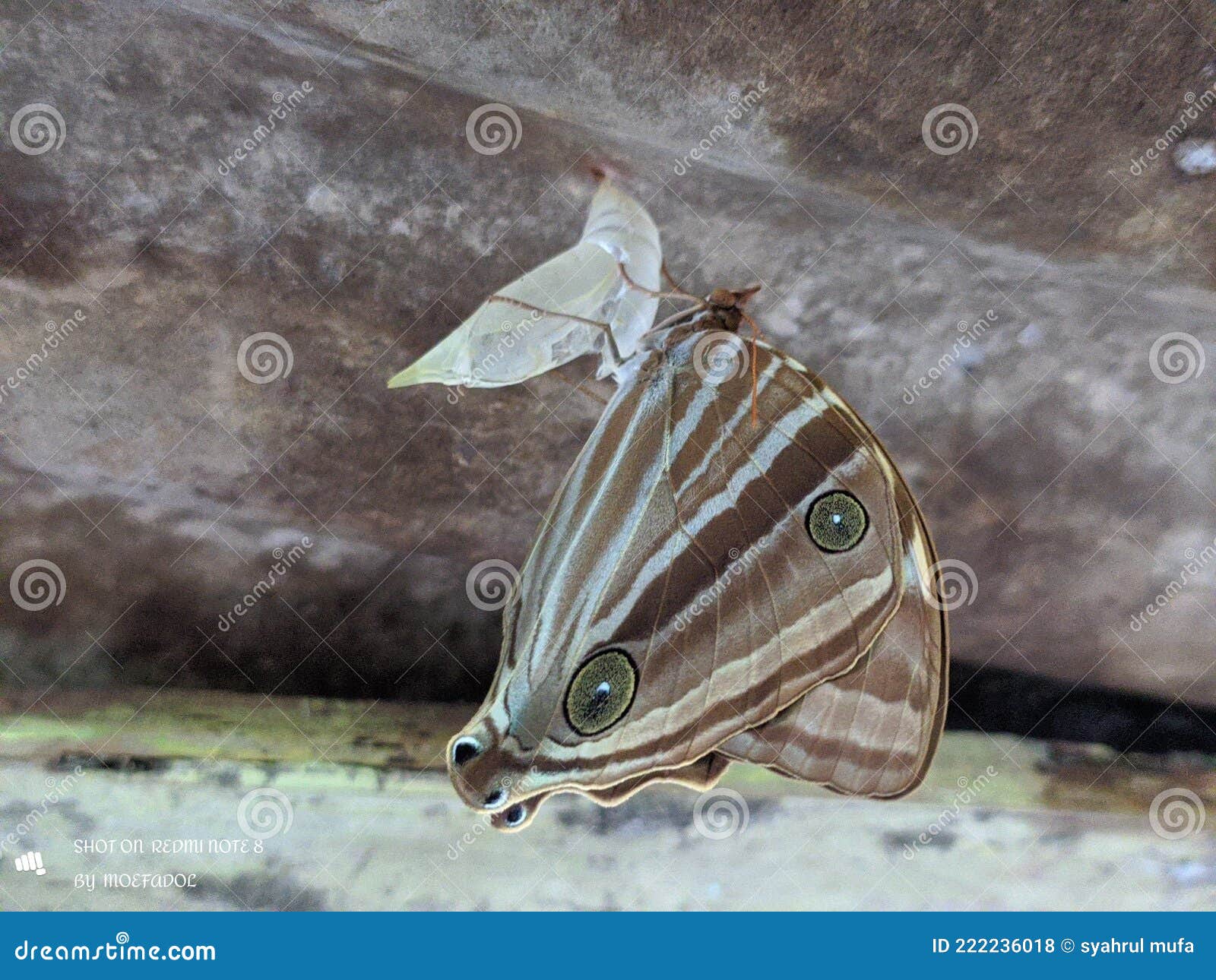 Butterflies Cocoons Prepared For Butterfly Farm. Different Types Of