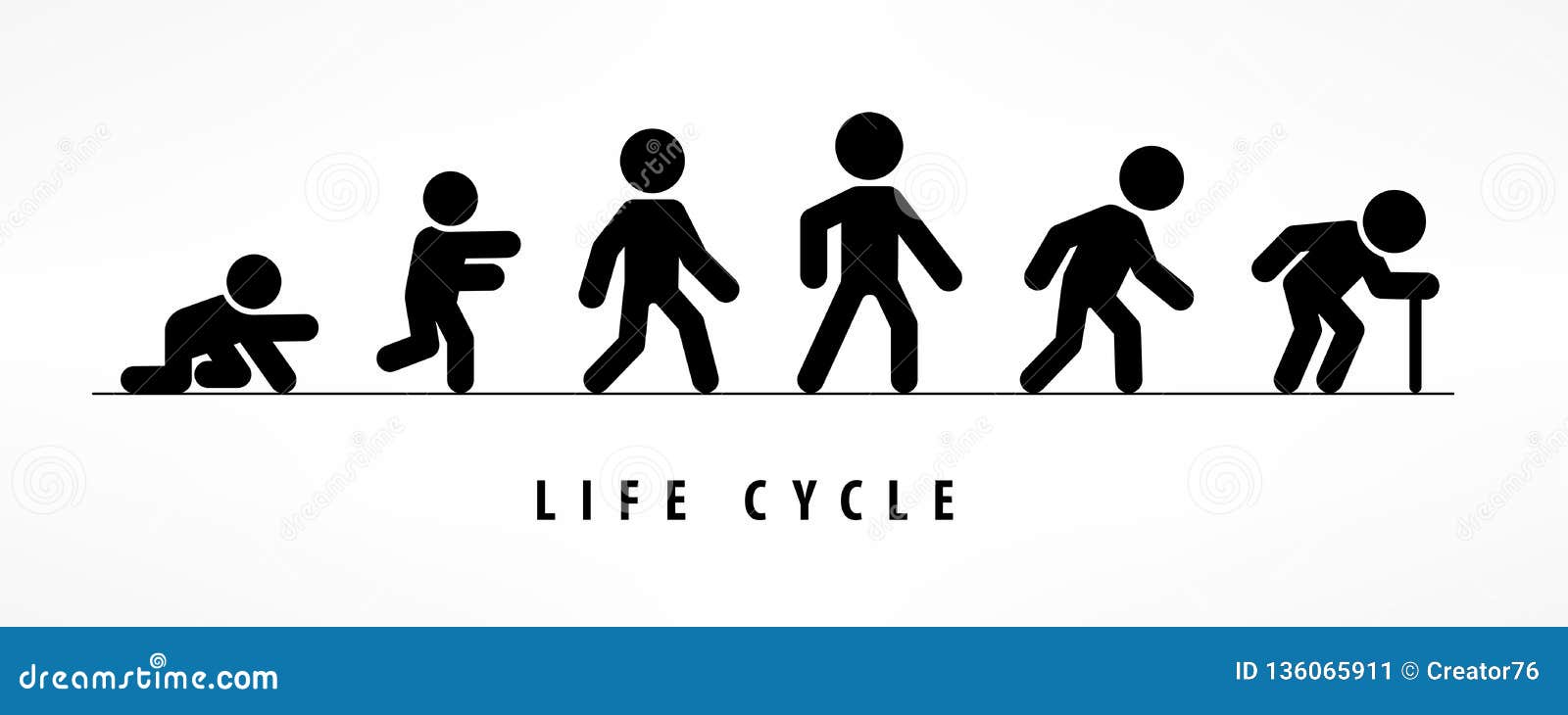 Life cycles of man stages growing up from baby Vector Image