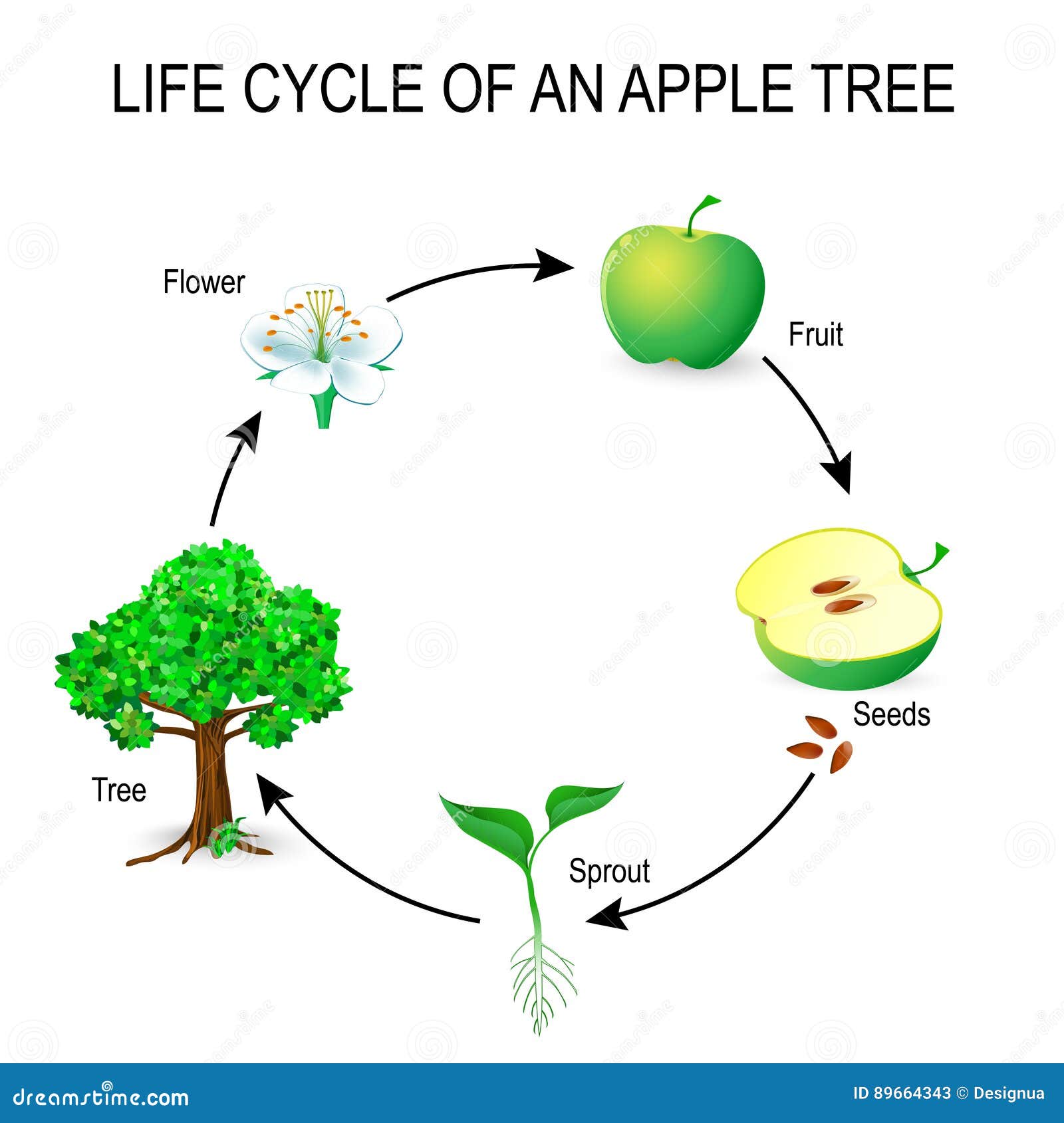 Stages Of Apple Tree Life Cycle Life Cycle Of An Apple Sequencing | My ...