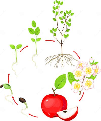 Life Cycle of Apple Tree. Plant Growth Stage Stock Vector ...