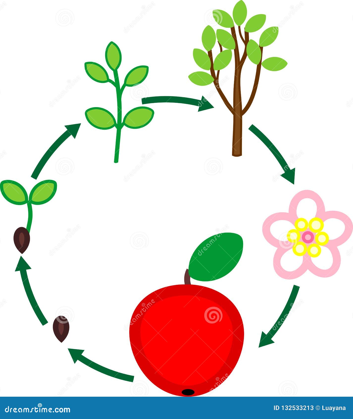 Life Cycle Of Apple Tree Borer life-cycle-of-apple-tree-borer