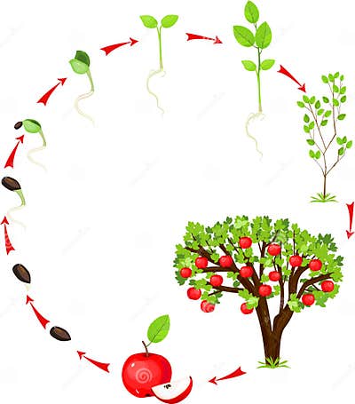 Life cycle of apple tree stock vector. Illustration of environmental ...