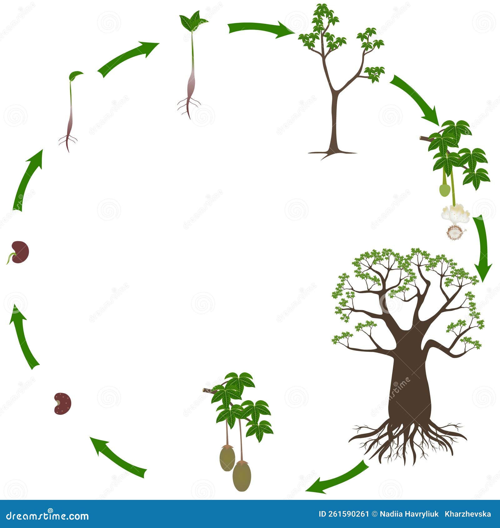 Flower Of Adansonia Digitata Vintage Illustration Cartoon Vector flower-of-adansonia-digitata-vintage-illustration-cartoon-vector