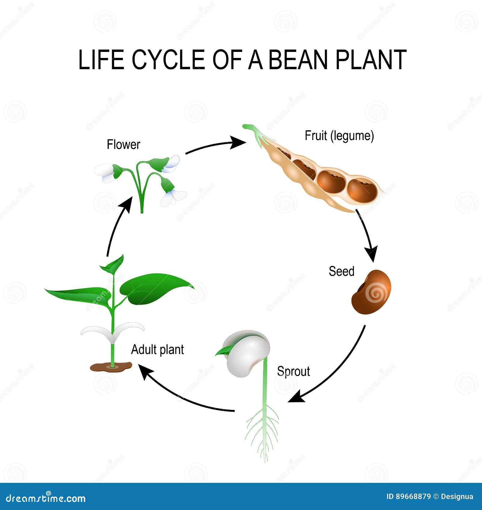 life-cycle-of-a-bean-plant-stock-vector-illustration-of-adult-89668879