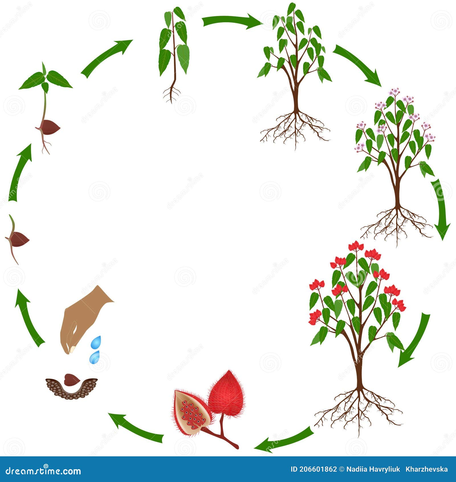 Life Cycle of a Bixa Orellana or Anatto Plant on a White Background ...
