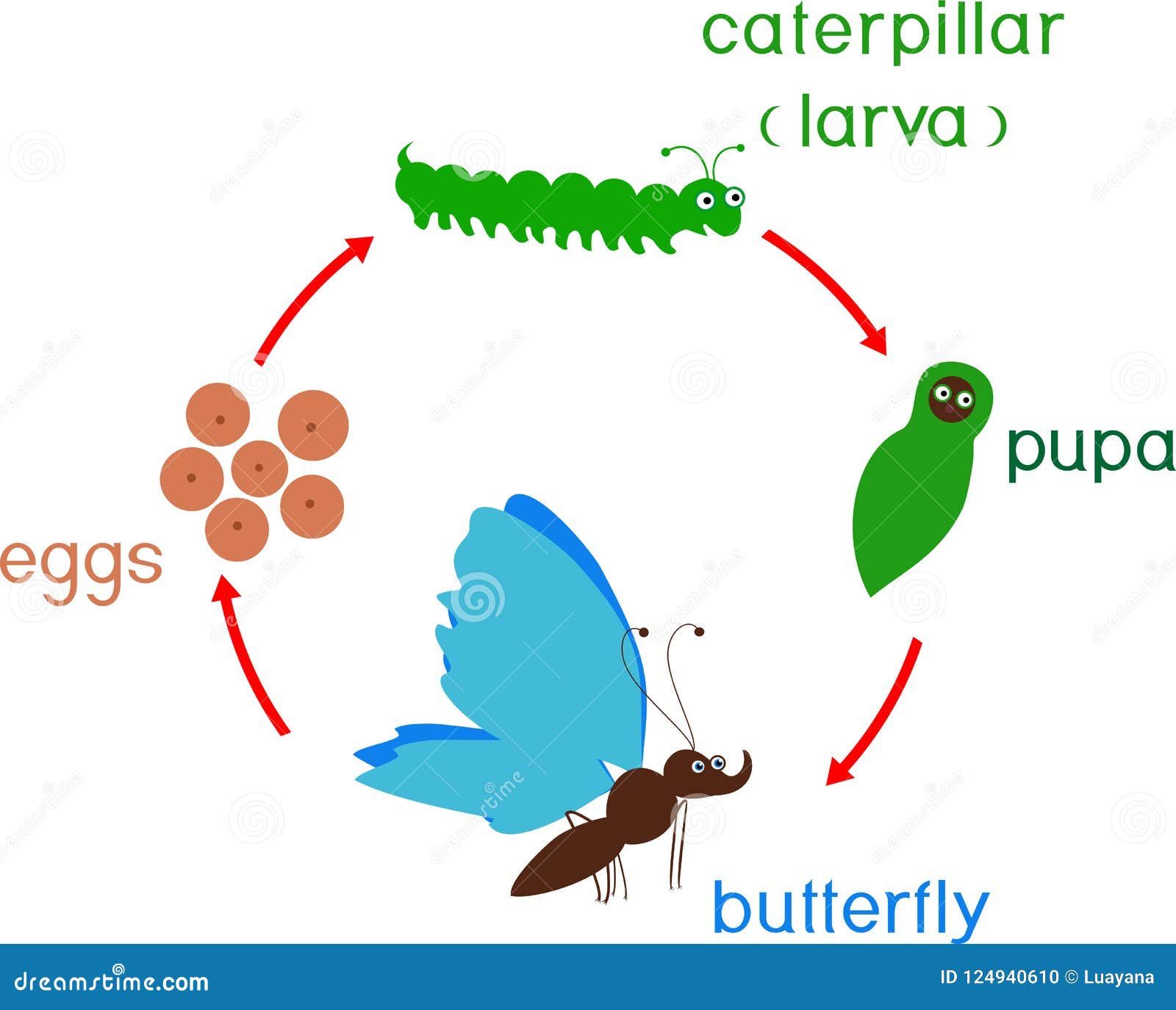 蝴蝶的生命周期 从卵到成年昆虫的发育阶段序列 — 图库矢量图像© mariaflaya #211057434