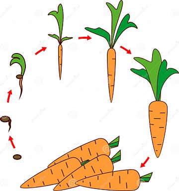 Life Cycle of Carrot Plant. Stages of Growth from Seed and Sprout To ...