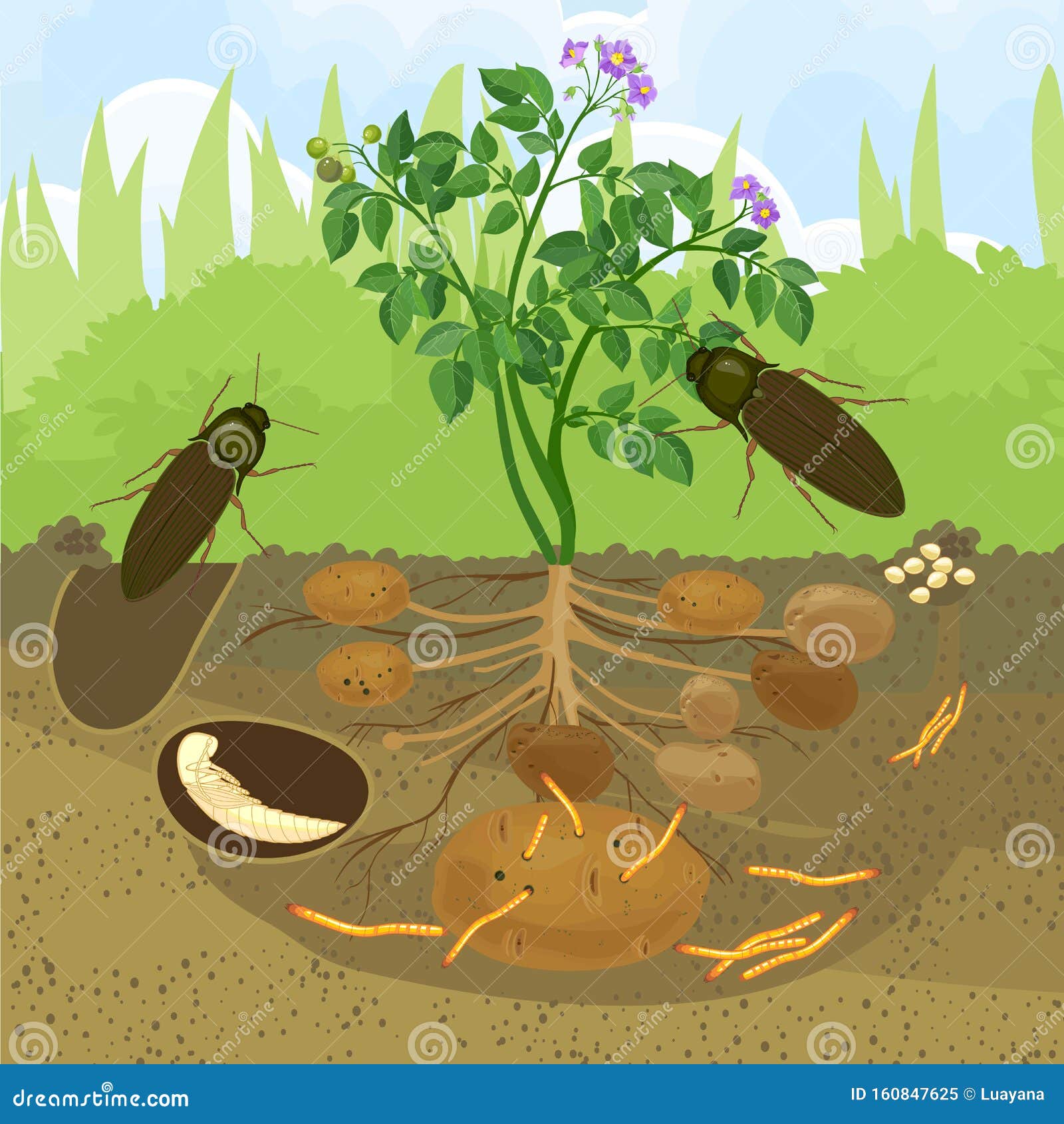 Life Cycle Of Click Beetle Wireworm Stock Vector Illustration