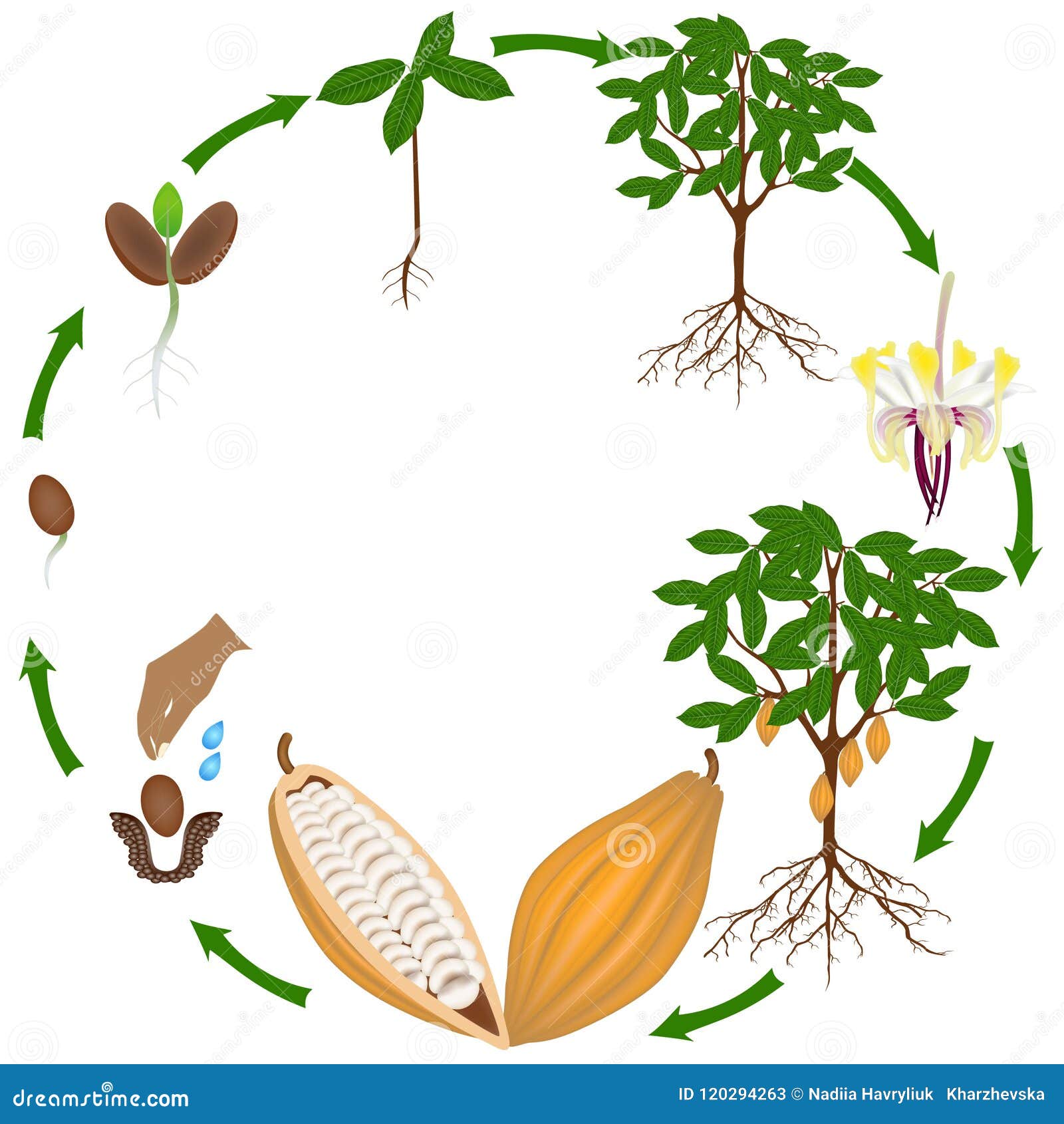 Coconut Tree Life Cycle