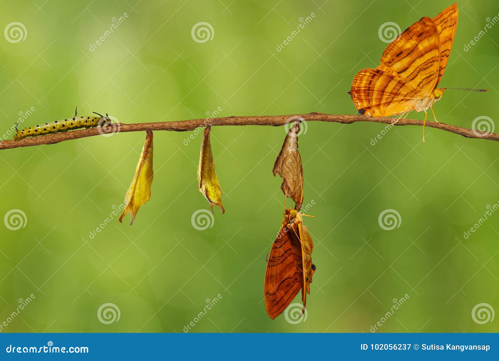 life cycle of common maplet chersonesia risa butterfly hangin