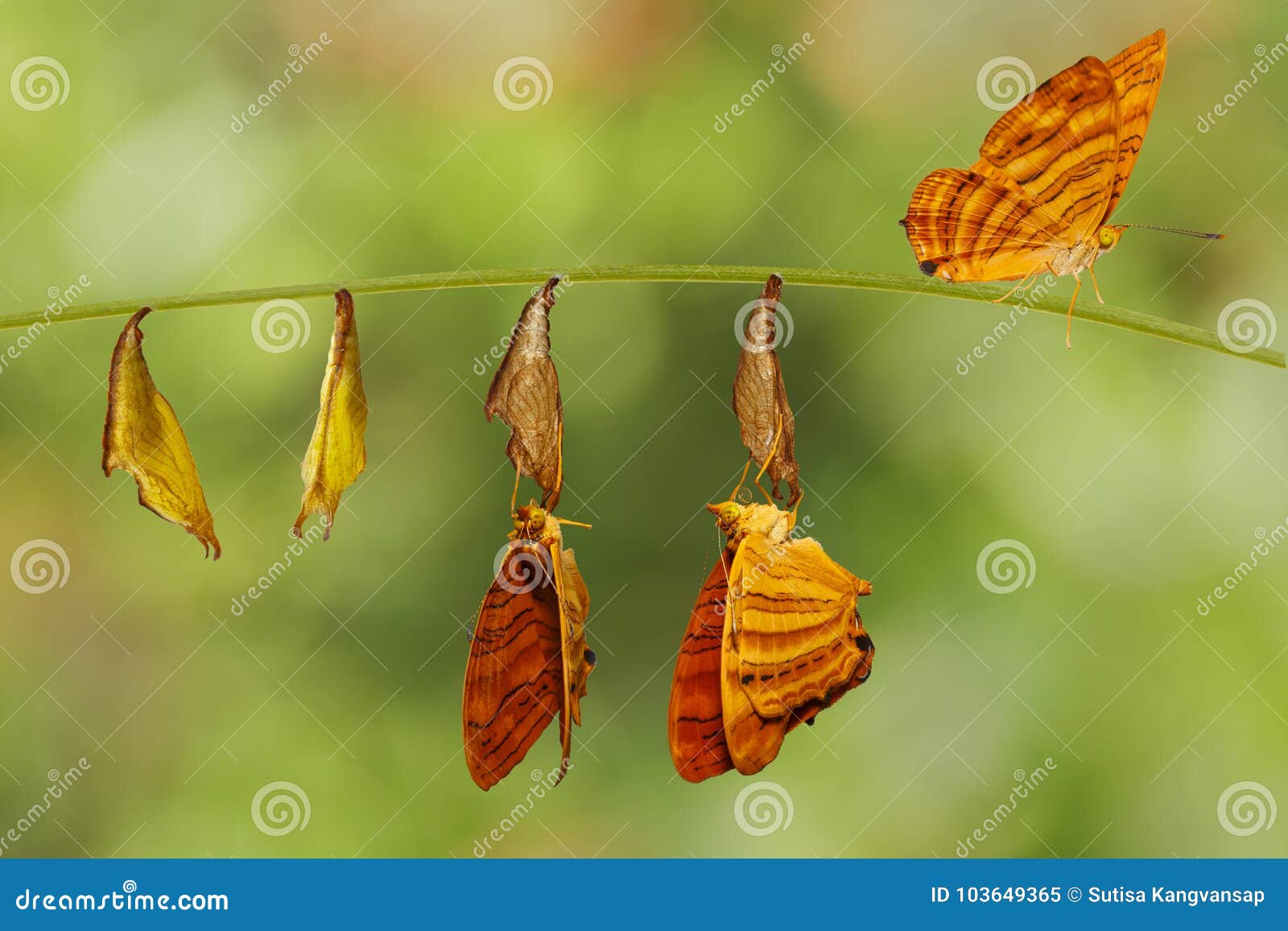 life cycle of common maplet chersonesia risa butterfly hangin