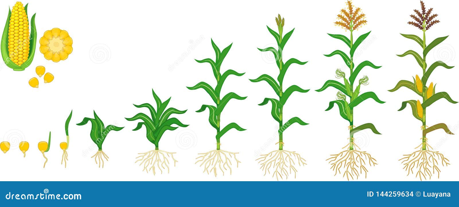 life cycle of corn maize plant. growth stages from seeding to flowering and fruiting plant  on white background