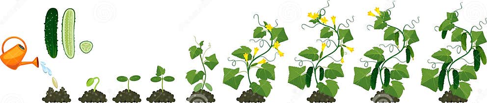 Как растет огурец поэтапно фото Life Cycle of Cucumber Plant. Stages of Growth from Seed and Sprout To Adult Pla