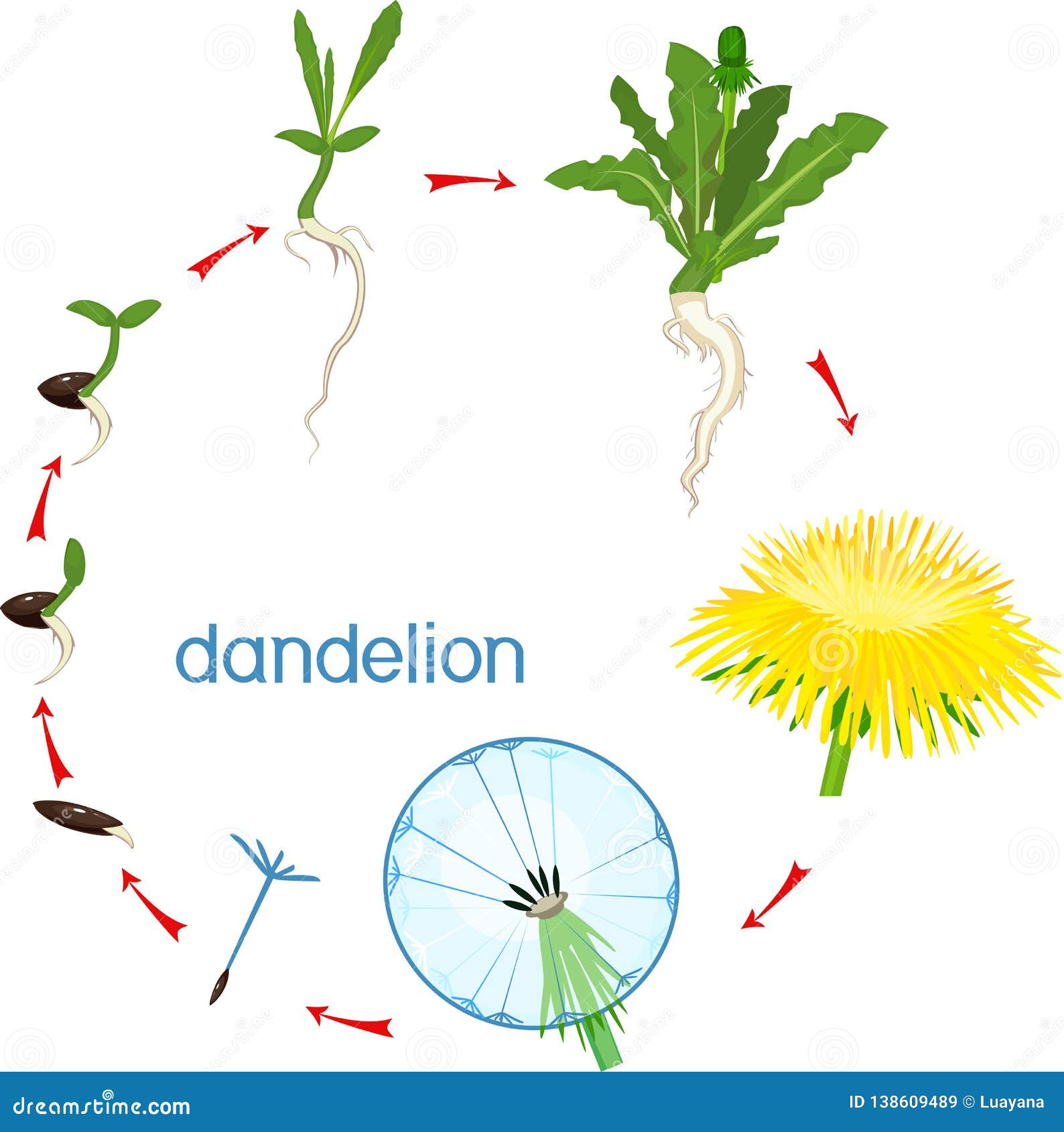 Top 27+ Background Images what is the life cycle of a dandelion Latest Top 27+ Background Images what is the life cycle of a dandelion Latest