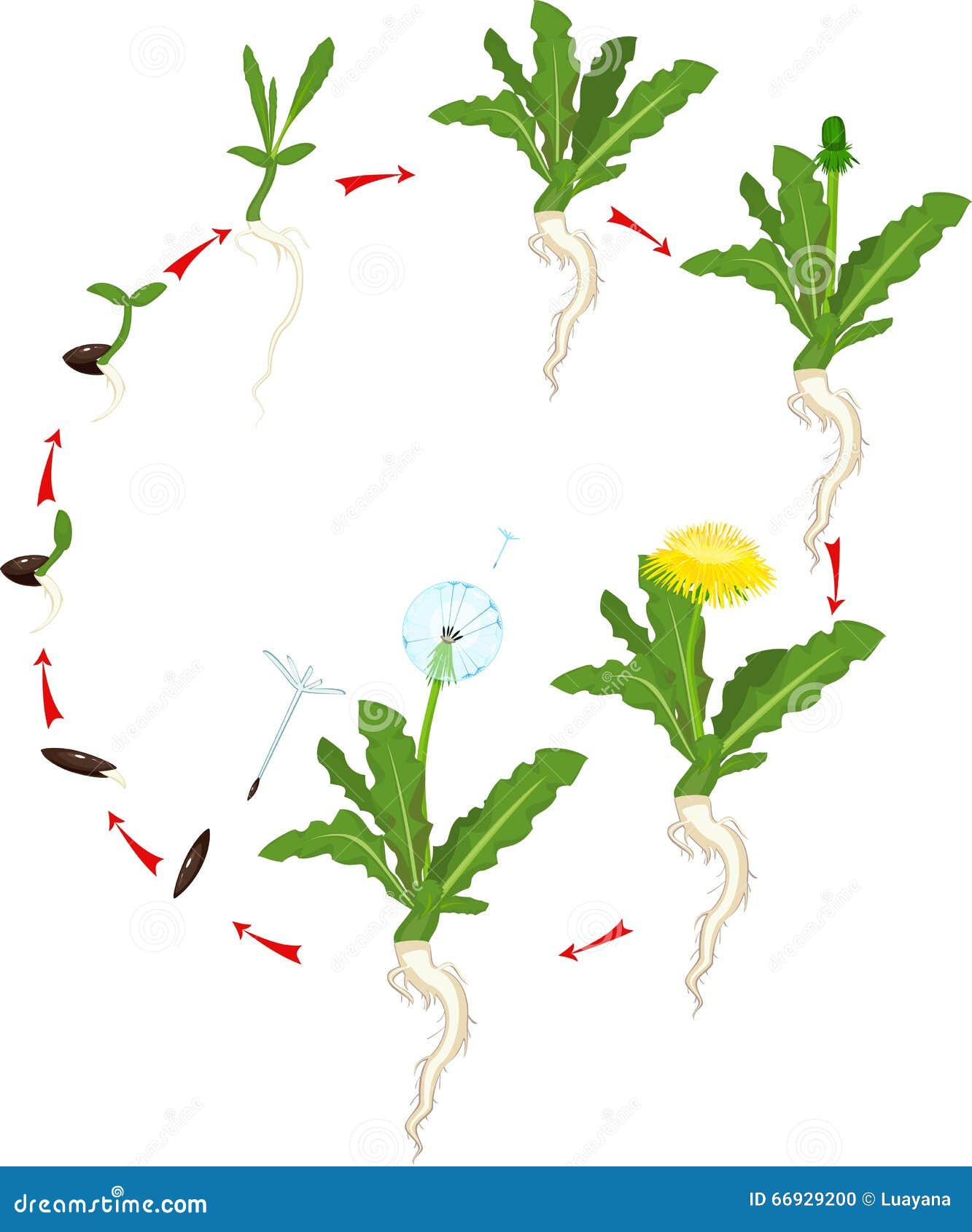 Life cycle of dandelion stock vector. Illustration of herbal 66929200