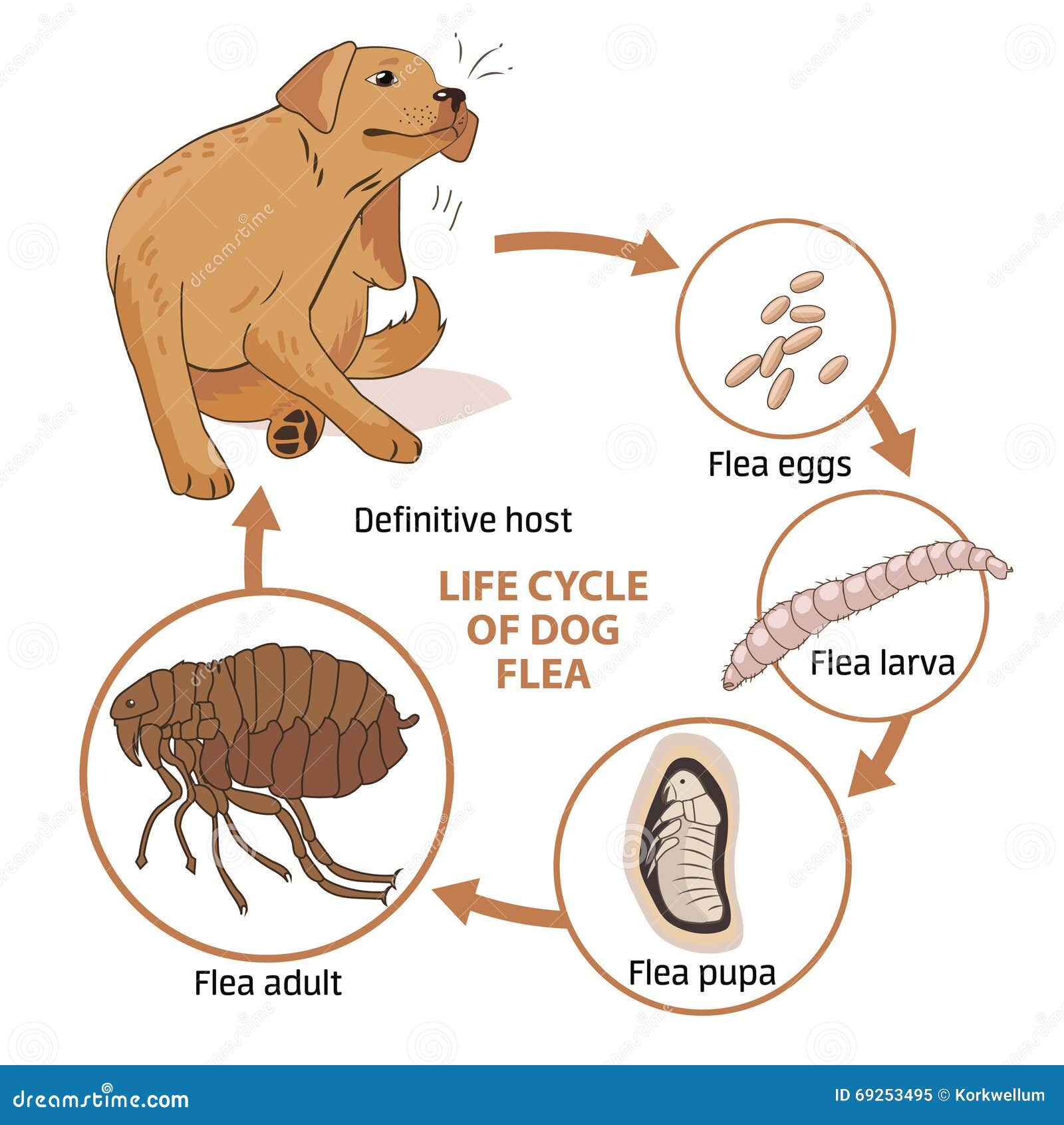 life cycle of dog flea.  . infection. the spread of infection. diseases. fleas animals.