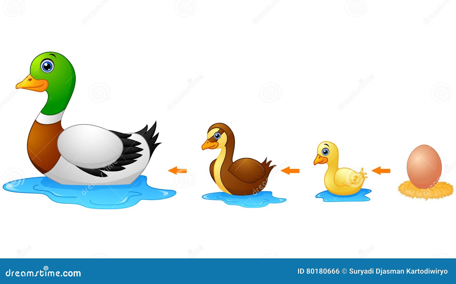 Mallard Duck Life Cycle Clipart Download - Clipart 4 School