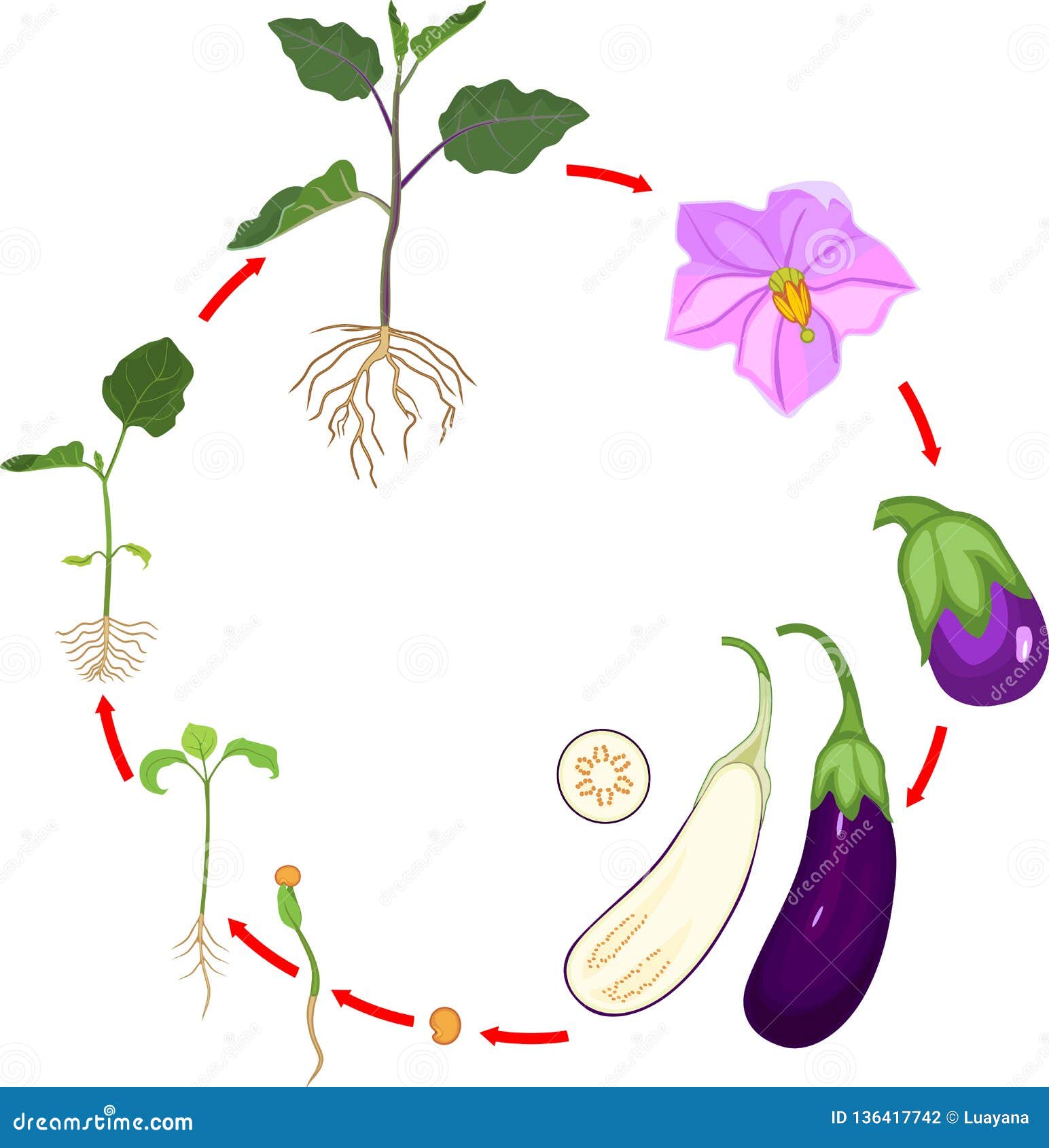Жизненный цикл овощных растений по маркову. Цикл роста баклажана. Этапы роста овощей для дошкольников. Цикл роста овощей для дошкольников. Этапы роста баклажана.