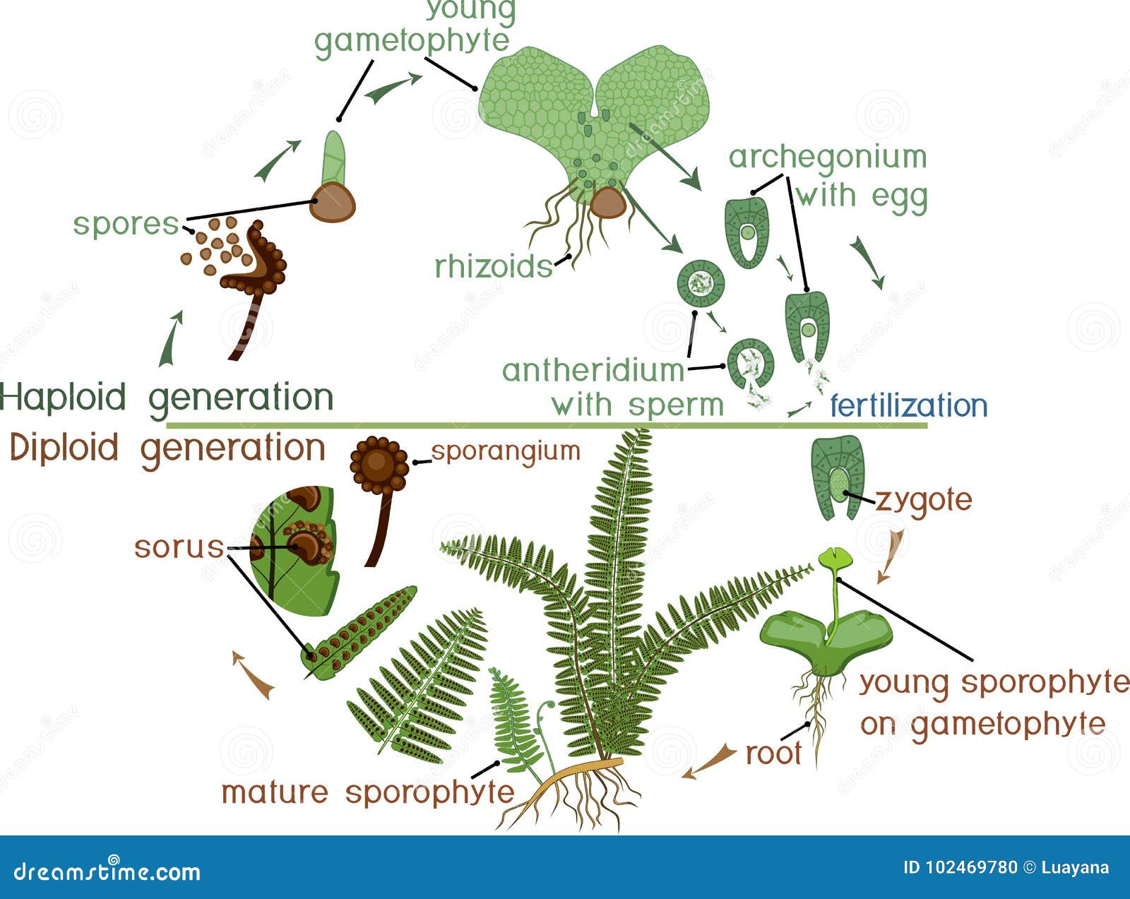 life cycle of fern. plant life cycle with alternation of diploid sporophytic and haploid gametophytic phases