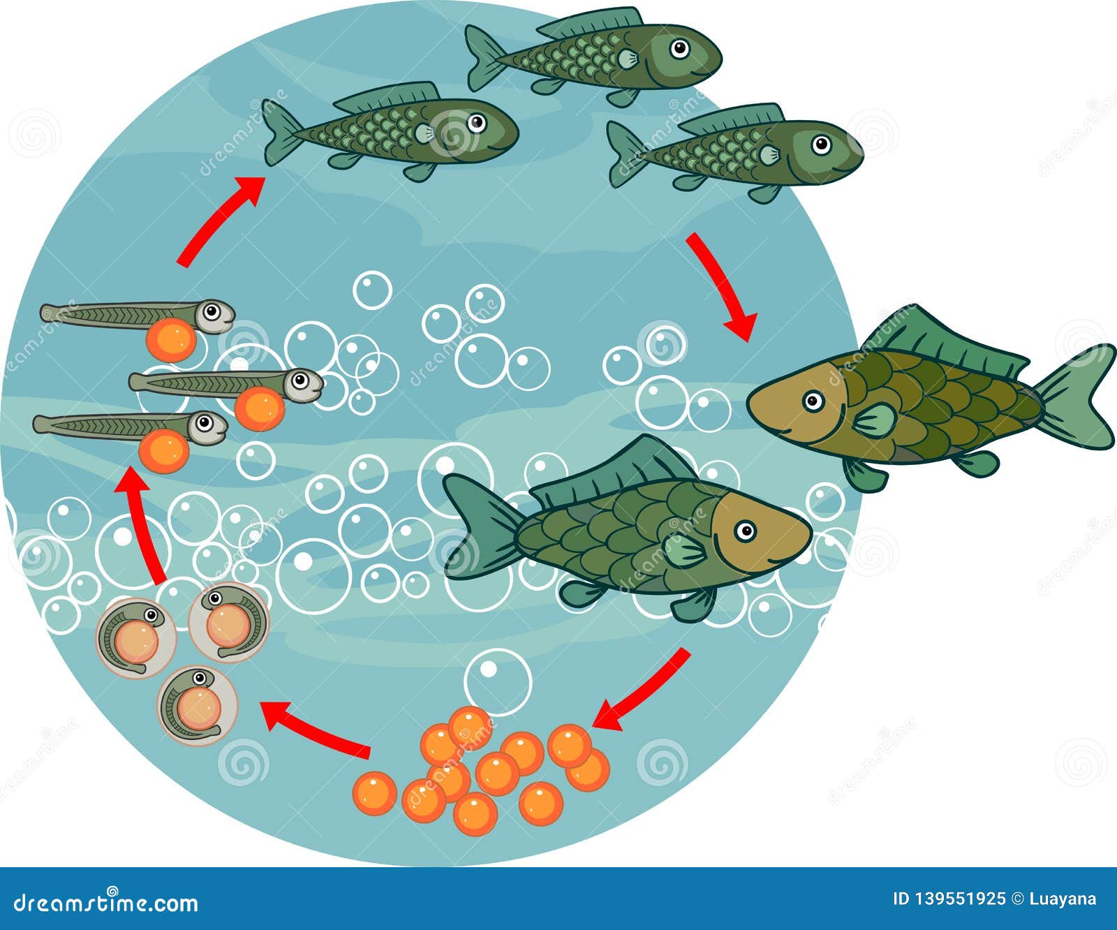 Лосось внутреннее оплодотворение. Цикл развития рыбы схема. Жизненный цикл развития рыбы. Стадии цикла развития рыб. Этапы размножения рыб.
