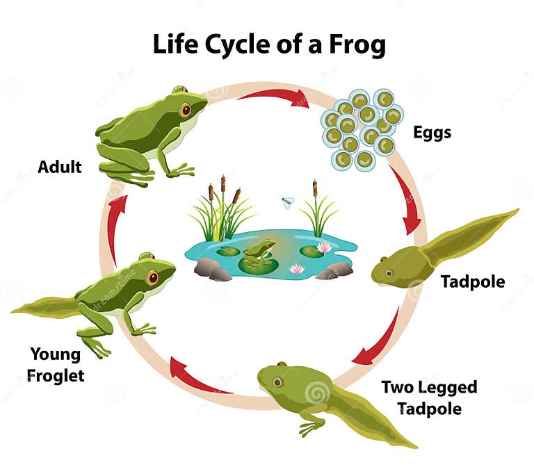 Life Cycle of a Frog stock vector. Illustration of skin - 241872099