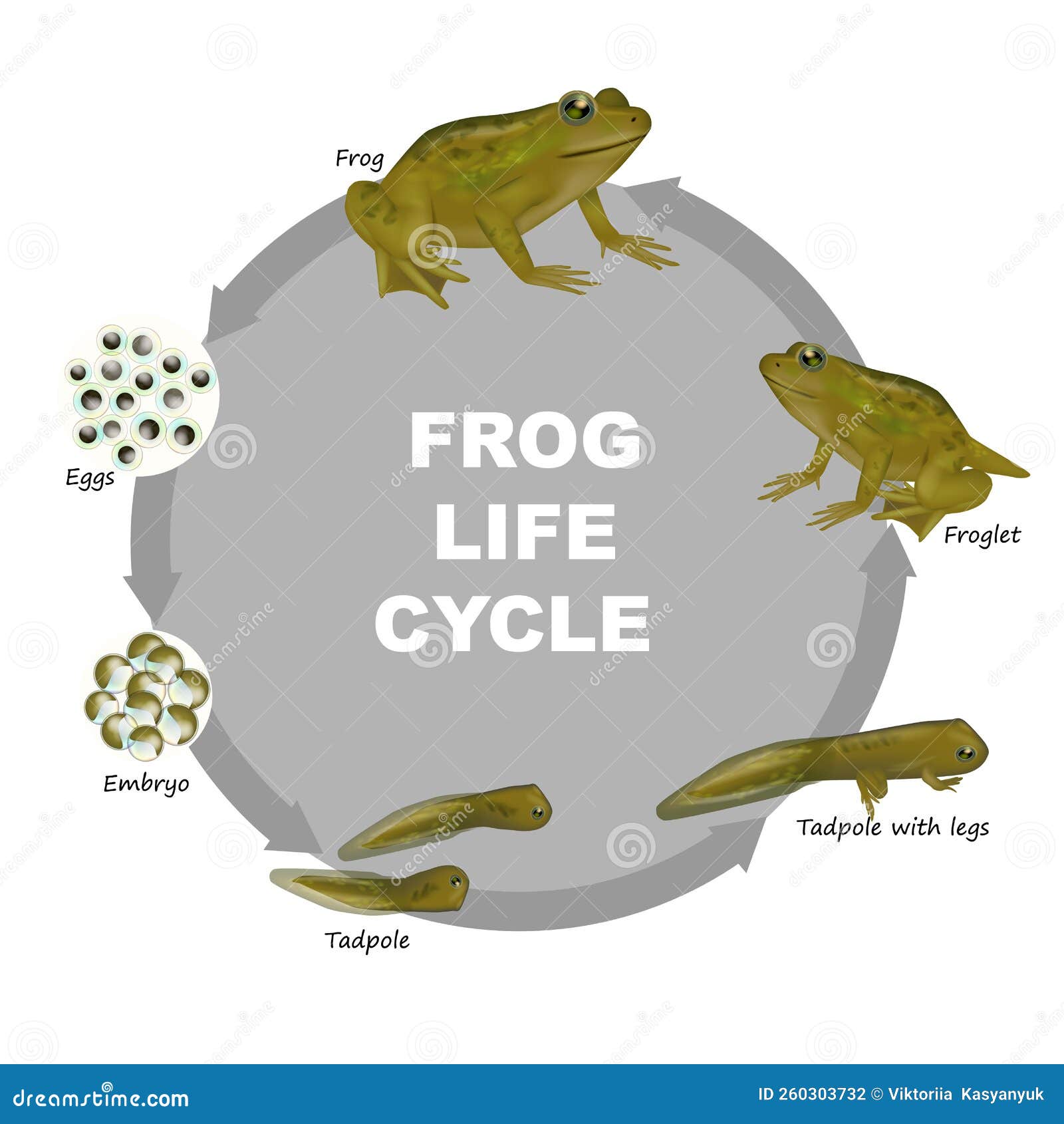 Life Cycle of a Frog. Froglet, Frog, Tadpole, Embryo, Eggs. Stock Vector -  Illustration of treefrog, froggy: 260303732