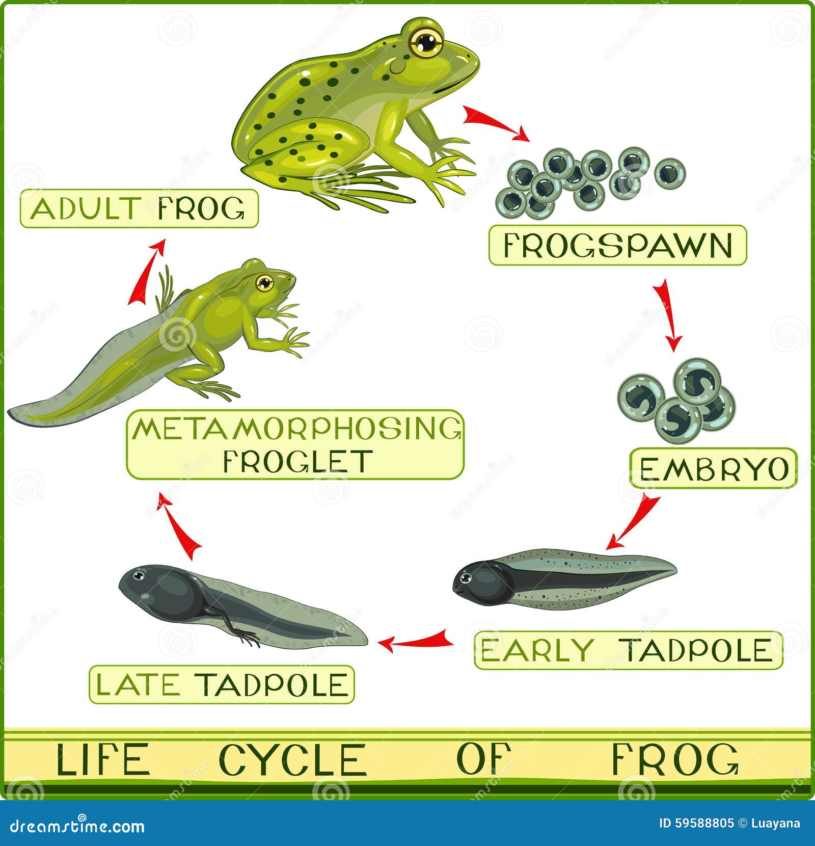 Life cycle of frog stock vector. Illustration of graphic - 59588805