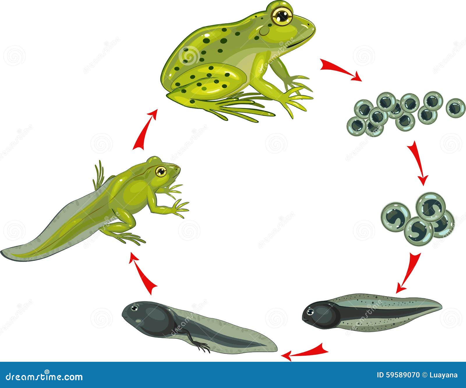 Life cycle of frog stock vector. Illustration of metamorphose - 59589070