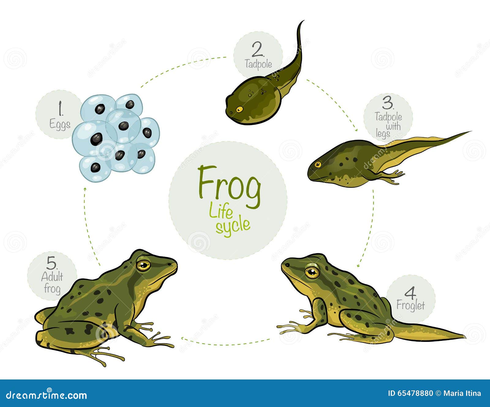 Frog Life Cycle Stock Illustrations – 436 Frog Life Cycle Stock