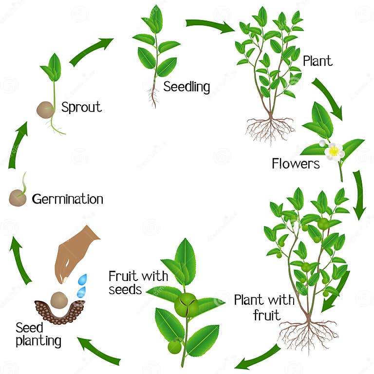 Life Cycle of Green Tea Camellia Sinensis Plant on a White Background ...