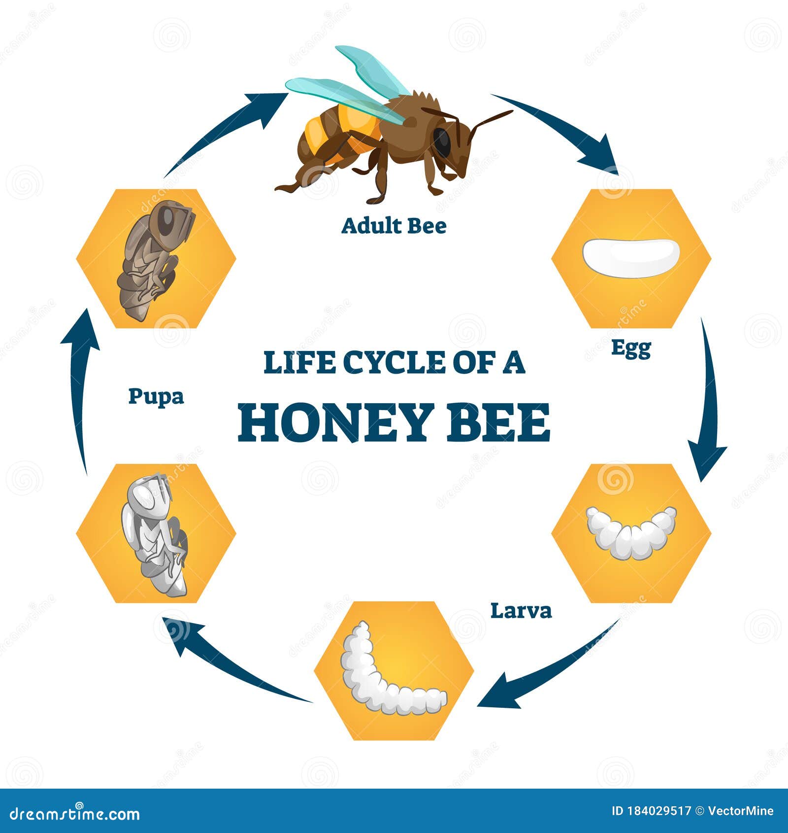 Life Cycle Of A Honey Bee Vector Illustration Labeled Educational 