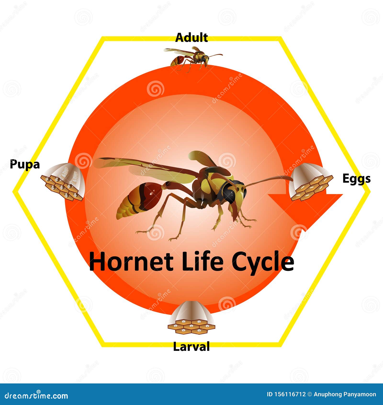 The Life Cycle of the Most of Them Live on the Hexagonal Nest