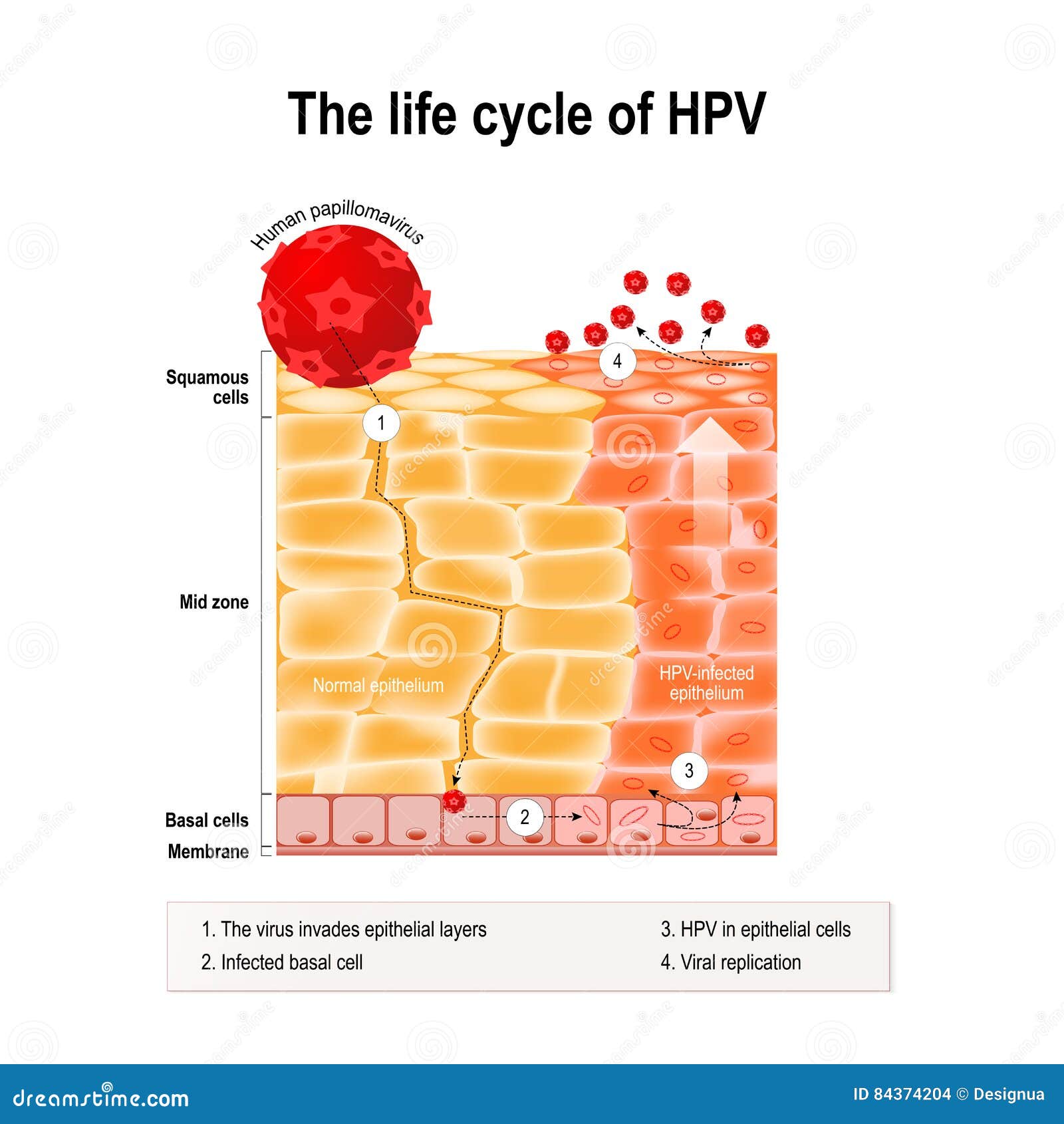 Papillomavirus life cycle, - Papillomavirus life cycle