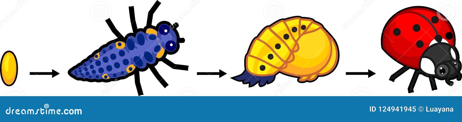 Life Cycle of Ladybug. Stages of Development of Ladybug from Egg To ...