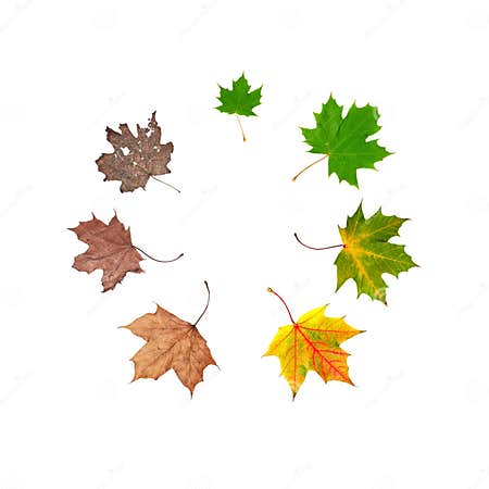 Life cycle of leaf stock image. Image of cycle, generation - 20627809