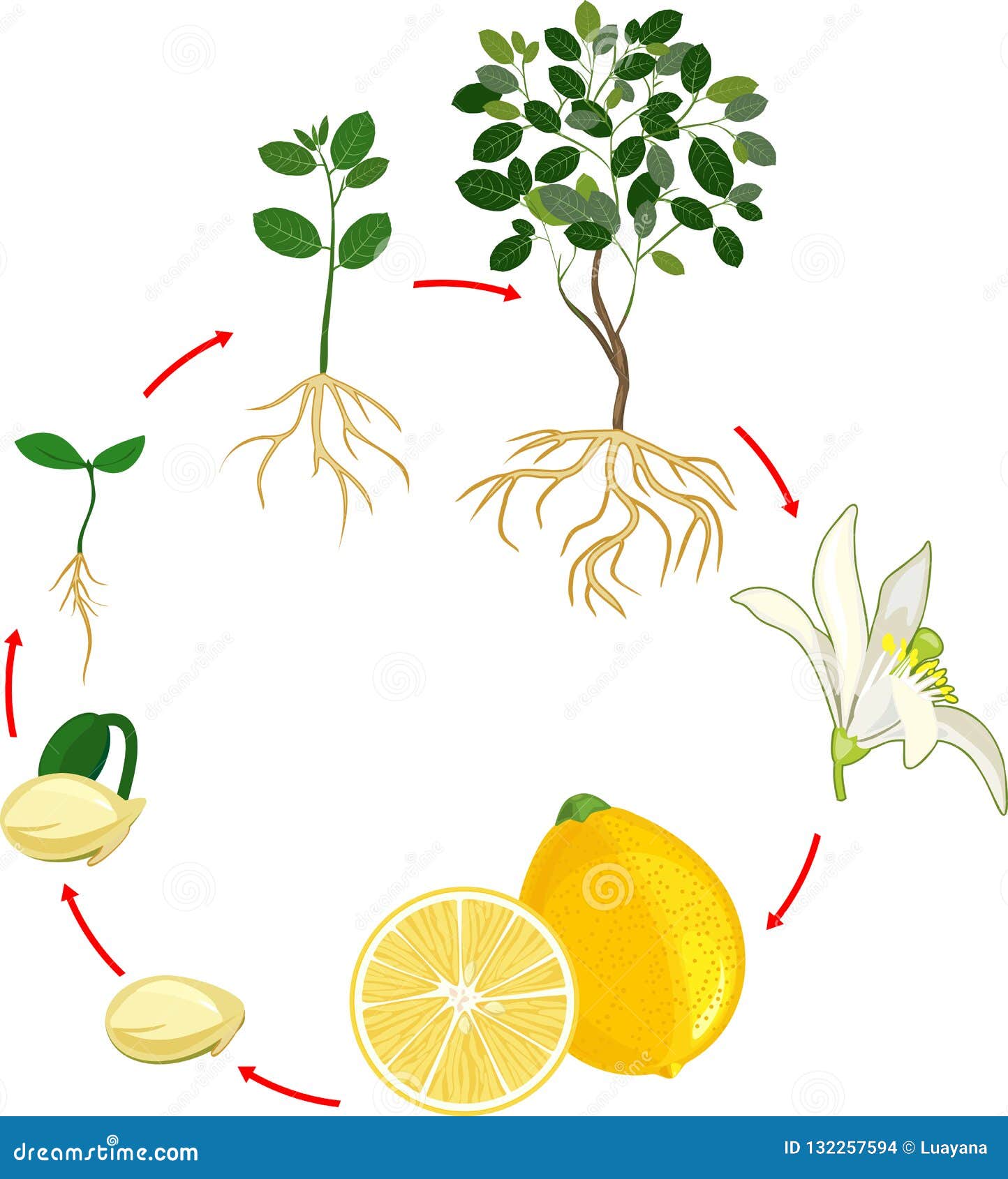 Lemon Growth Chart