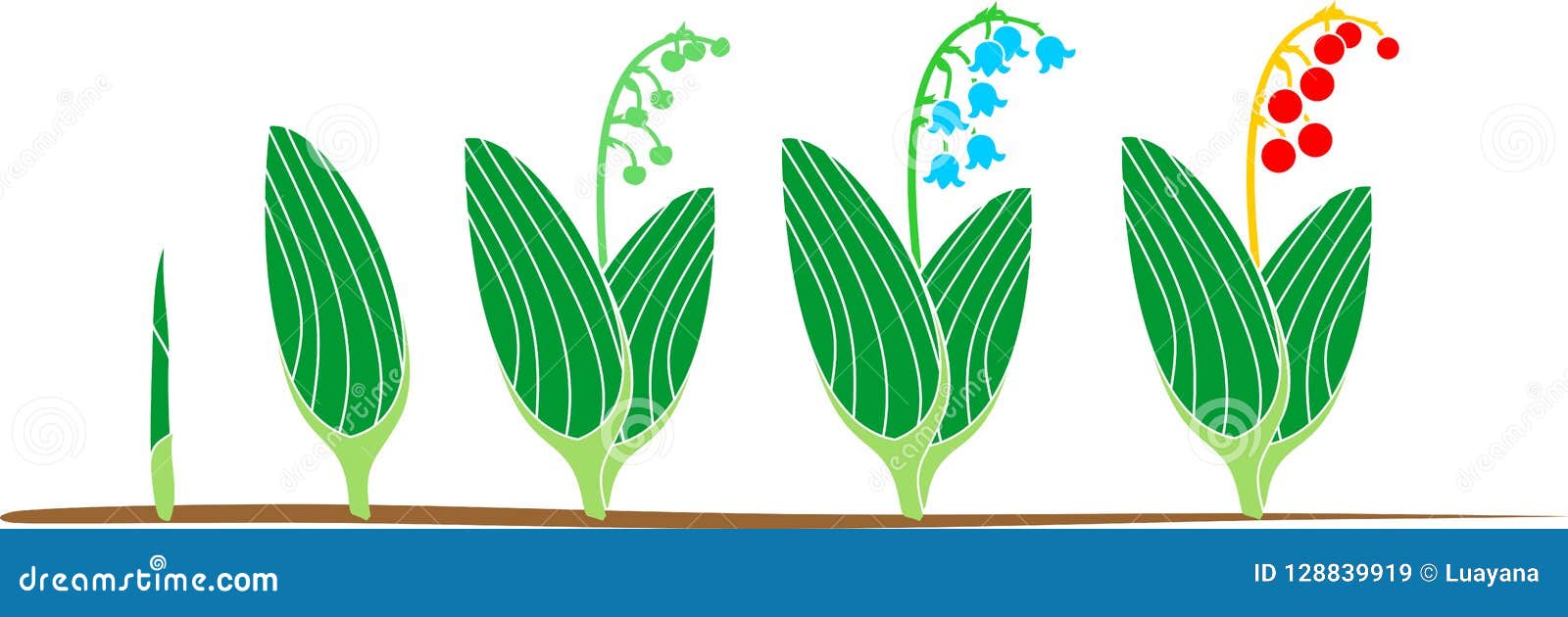 Life Cycle of Lily of the Valley or Convallaria Majalis. Stages of