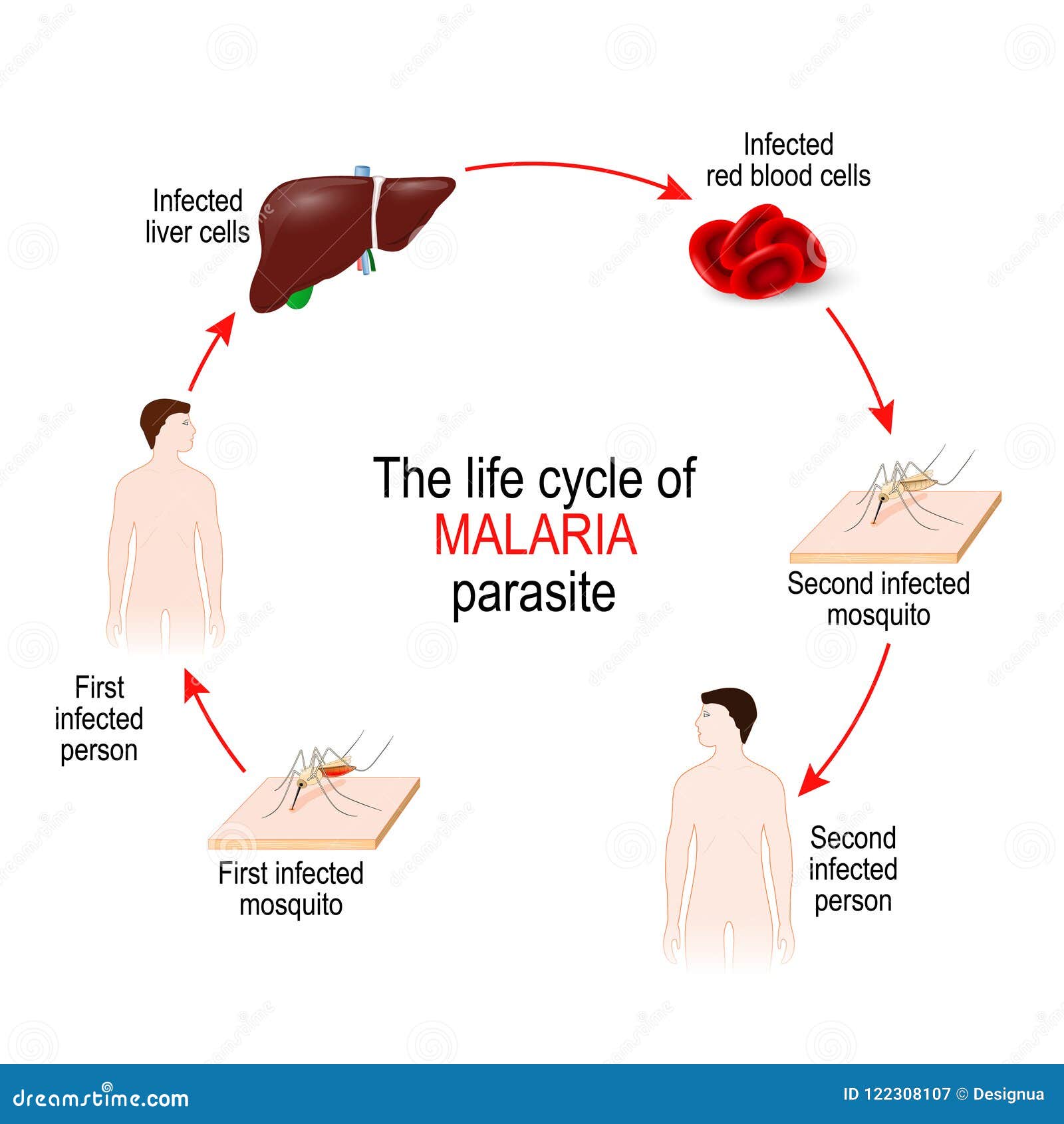 Life Cycle Of A Malaria Parasite Stock Vector Illustration Of Human life-cycle-of-a-malaria-parasite-stock-vector-illustration-of-human