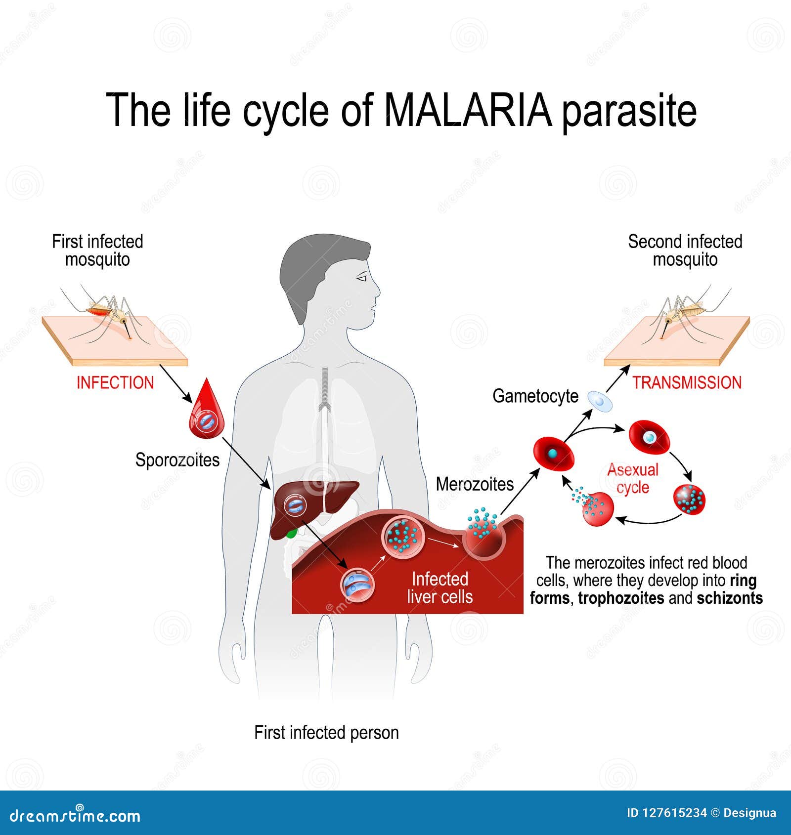 malaria mosquito life cycle