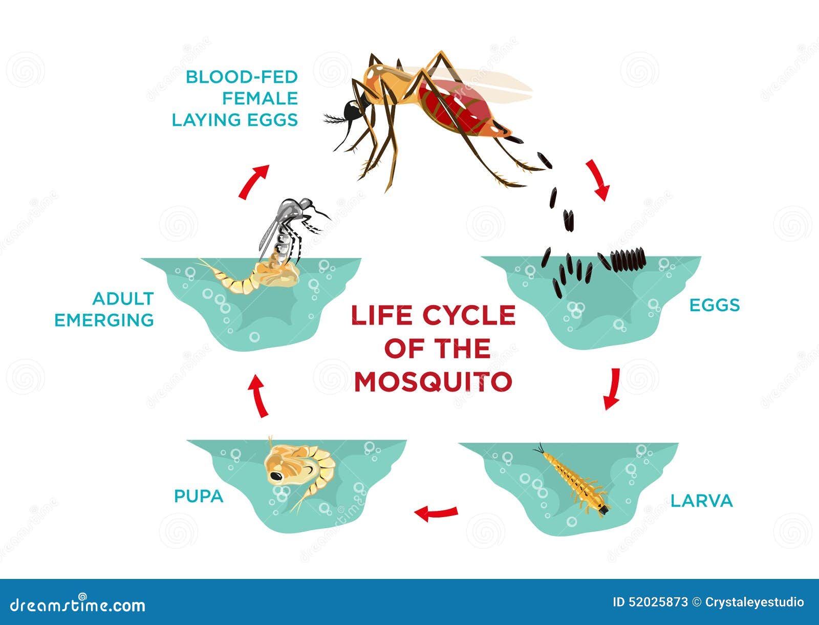 life cycle of the mosquito