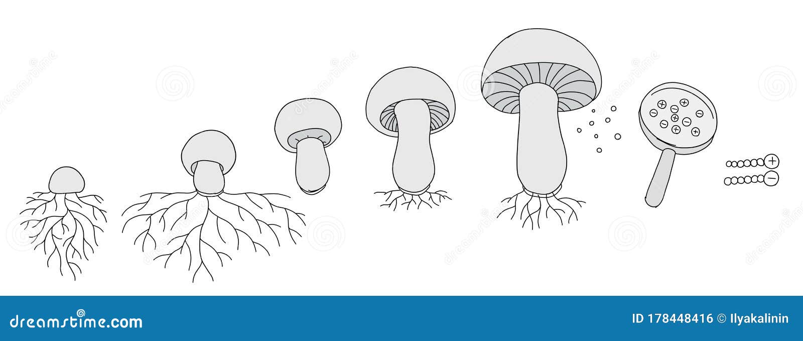 home mushroom growing download home mushroom growing download