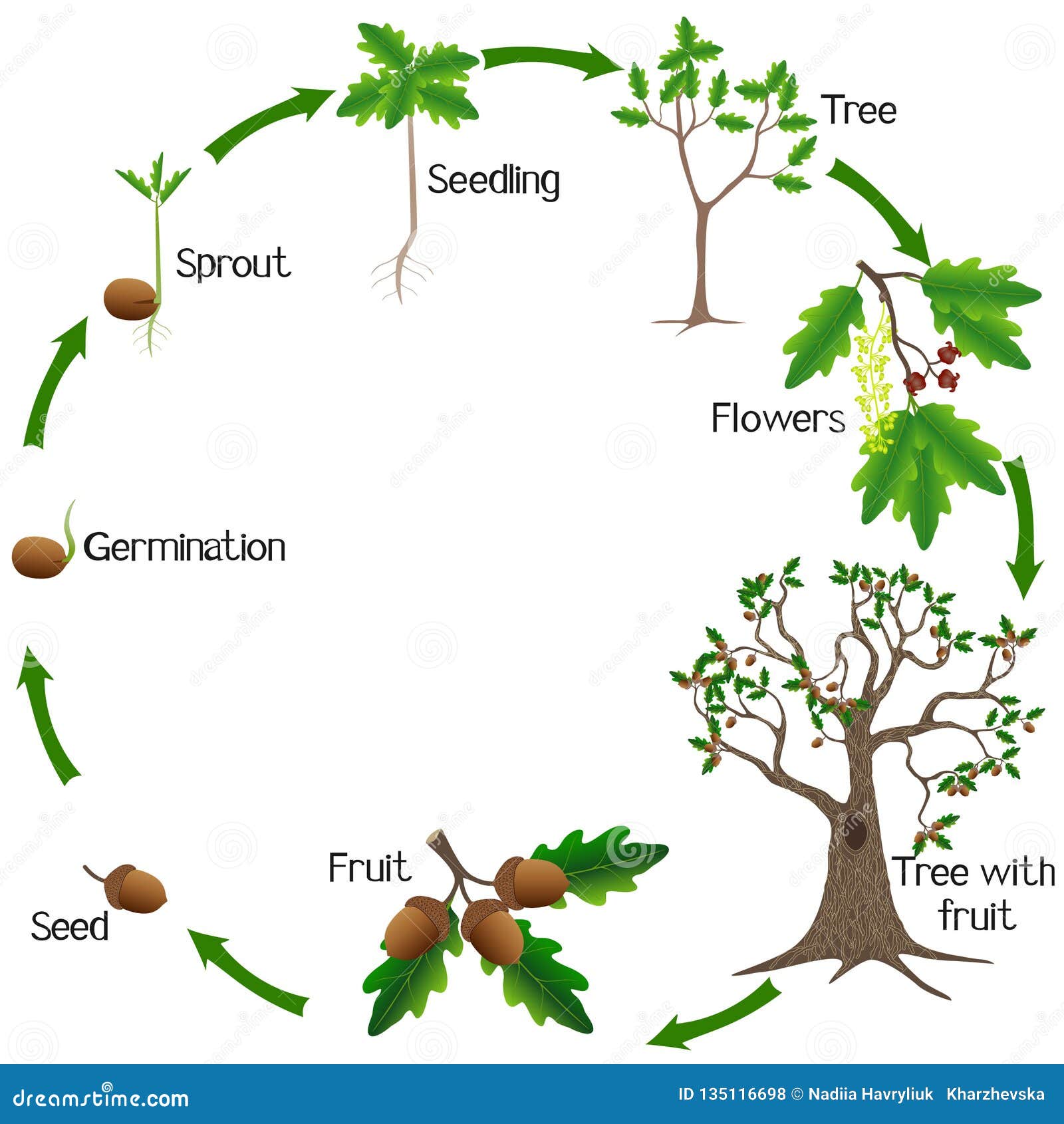 oak tree cycle