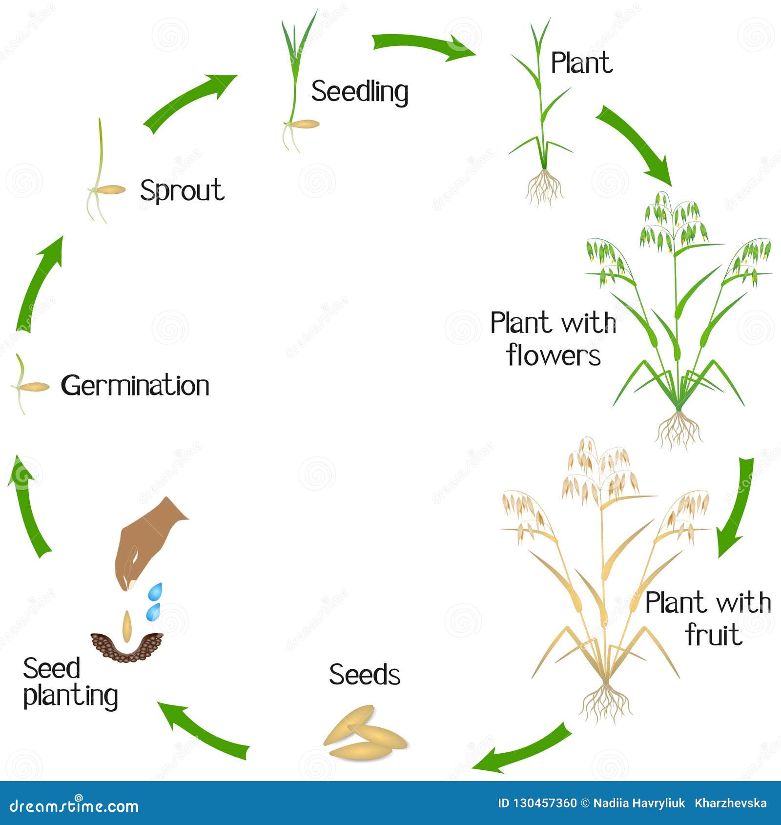 Oat Plant Diagram