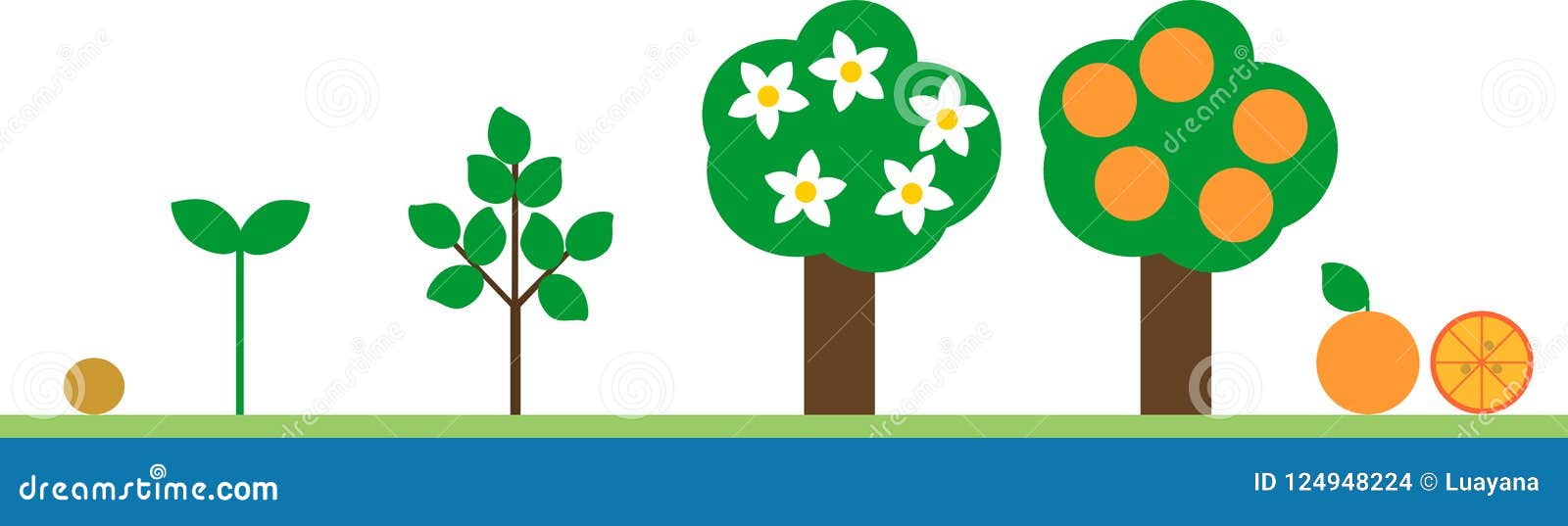 Life Cycle  Of Orange  Tree  Plant Growth Stage From Seed To 