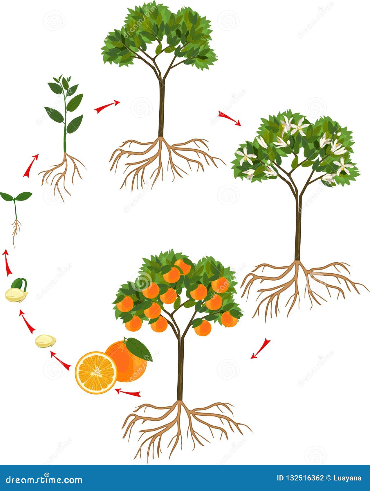 Life cycle  of orange  tree  stock vector Illustration of 